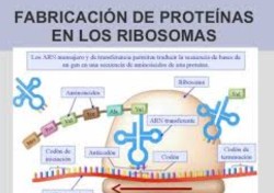 PROTEINA